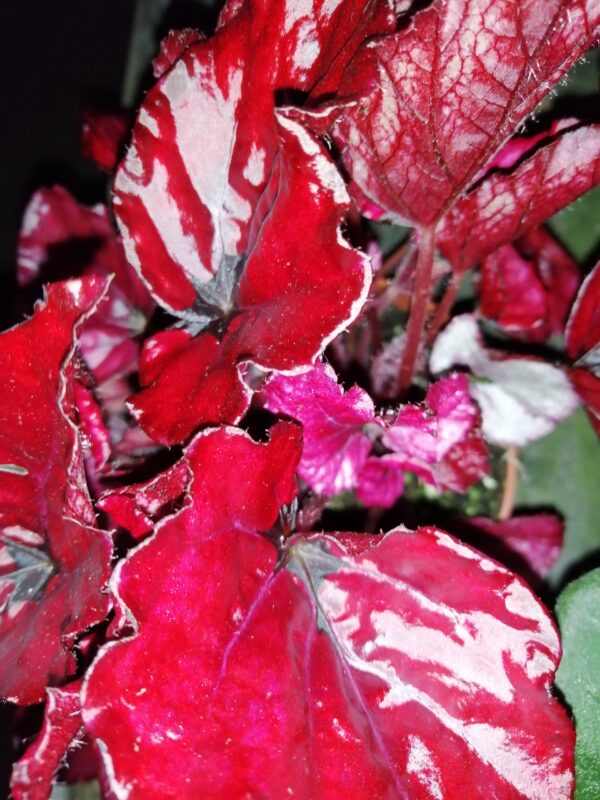 Begonia Red Bull, pianta da interno