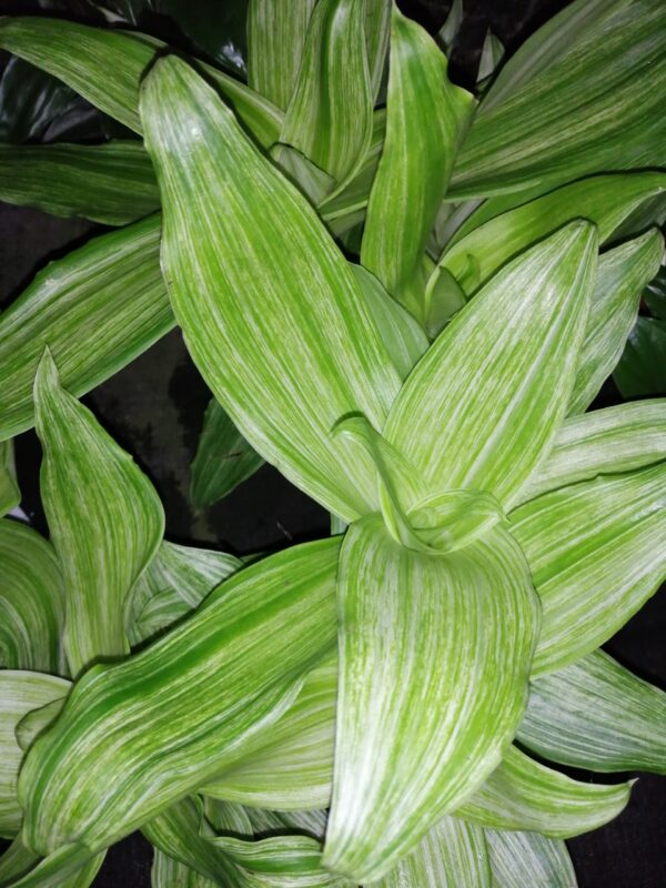 Callisia fragrans Variegata Infinity, foto 3