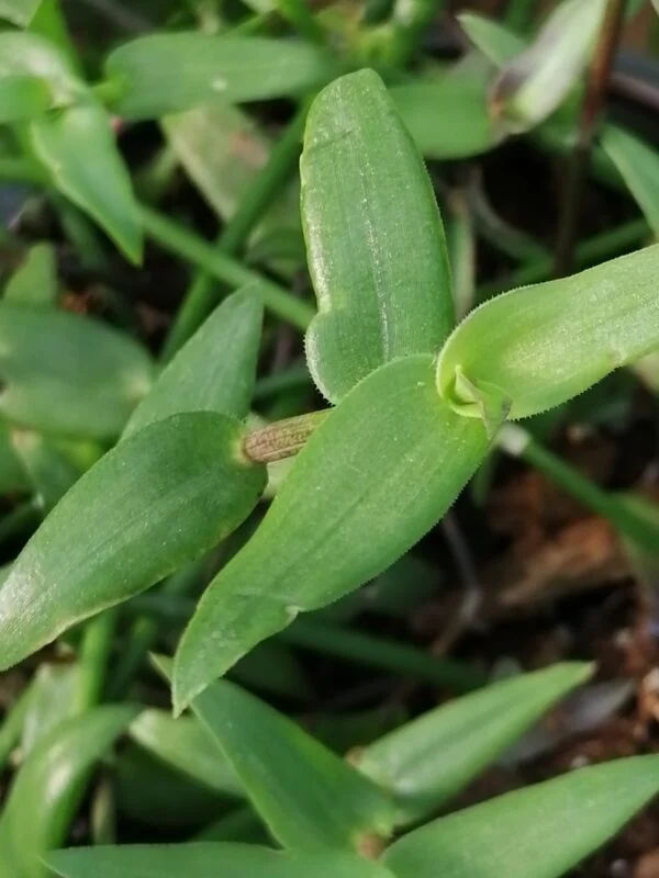 Callisia micrantha, foto 2