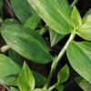 Tradescantia umbraculifera, pianta da interno
