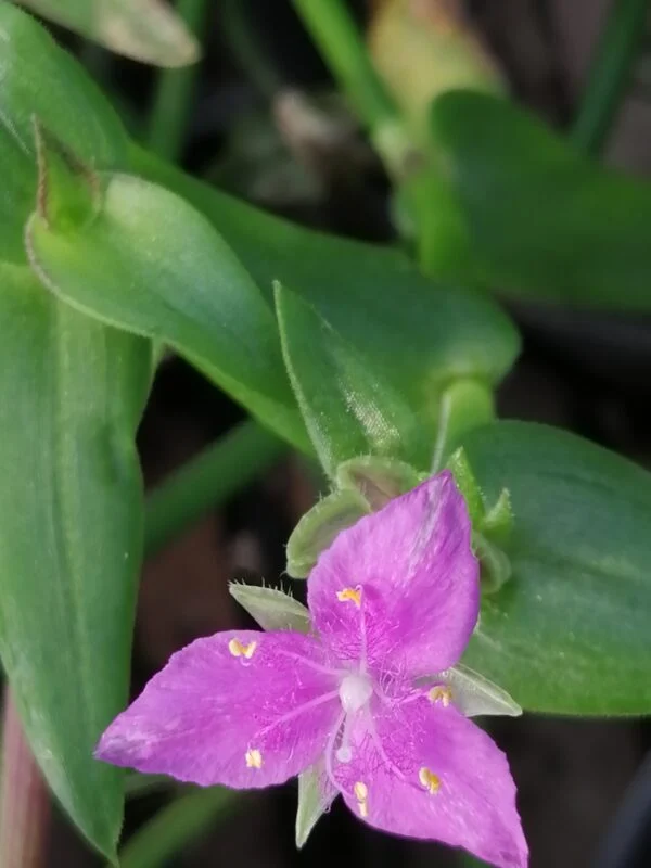 Callisia micrantha, foto 5
