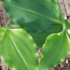 Commelina benghalensis, pianta da interno e da esterno