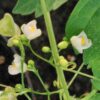 Cardiospermum halicacabum, pianta da esterno