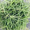 Rhipsalis Cashero, pianta da interno