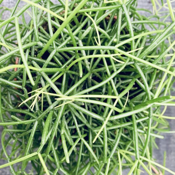 Rhipsalis Cashero, pianta da interno