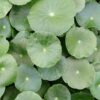 Centella asiatica 'Lucky Leaves', pianta da interno e da esterno