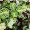 Iresine herbstii ‘Variegated Heart’, pianta da esterno