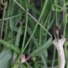Ceropegia linearis subsp. debilis, pianta da interno