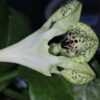 Ceropegia sandersonii, pianta da interno