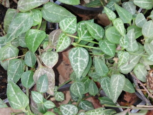 Ceropegia woodii, foto 2