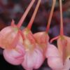 Begonia fuchsioides, pianta da interno