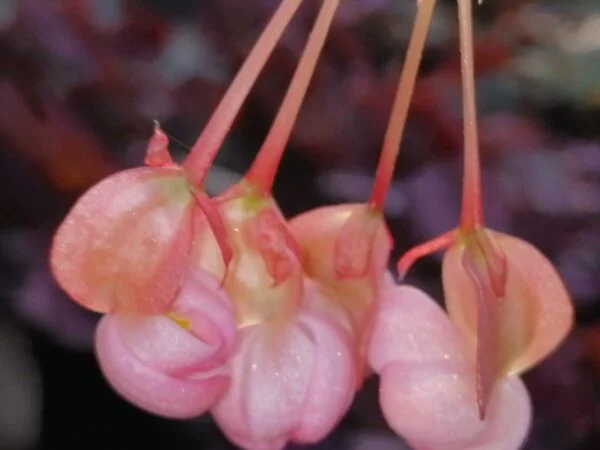 Begonia fuchsioides, pianta da interno