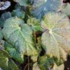 Begonia strigillosa, sin. B. daedalea, pianta da interno