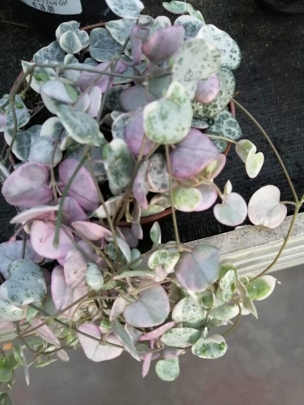 Ceropegia woodii 'variegata', foto 4