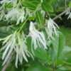 Chionanthus virginicus, pianta da esterno