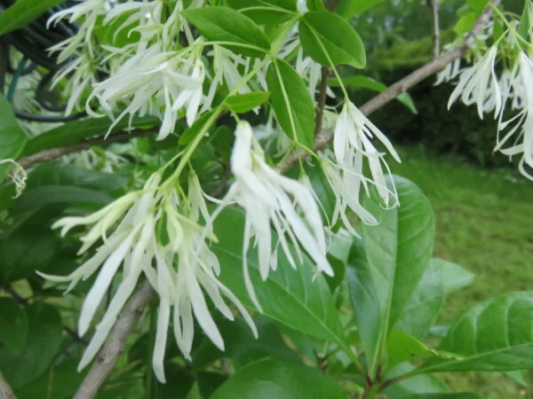 Chionanthus virginicus, pianta da esterno