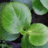 Cissus rotundifolia, pianta da interno