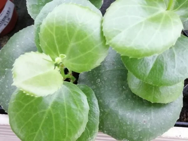 Cissus rotundifolia, foto 2