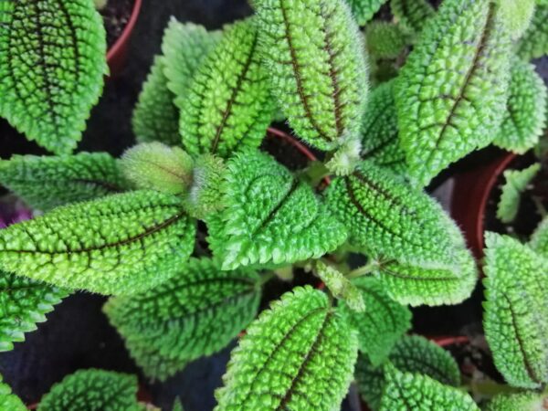 Cissus rotundifolia, foto 3