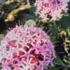 Clerodendron bungei, pianta da esterno