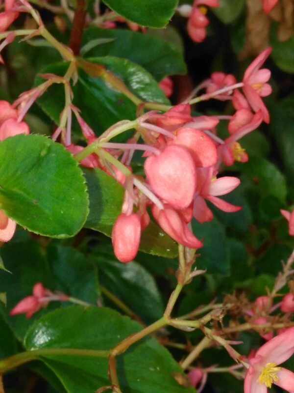 Clerodendrum myricoides 'Ugandense', foto 3