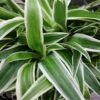 Clorophytum comosum Ocean, pianta per orto e cucina