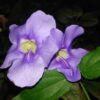 Thumbergia grandiflora, pianta da interno