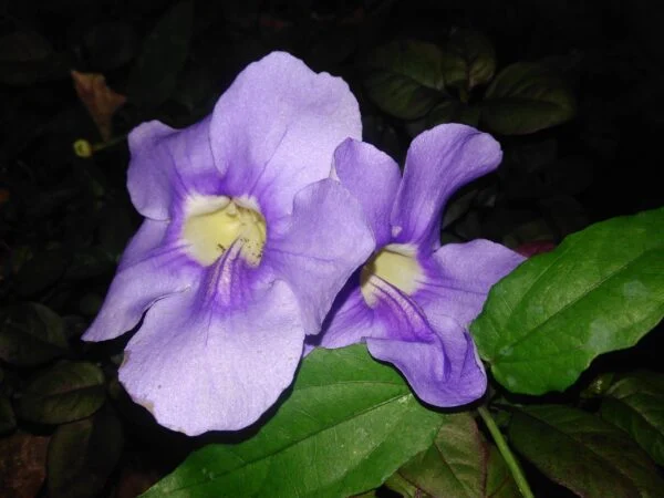 Thumbergia grandiflora, pianta da interno