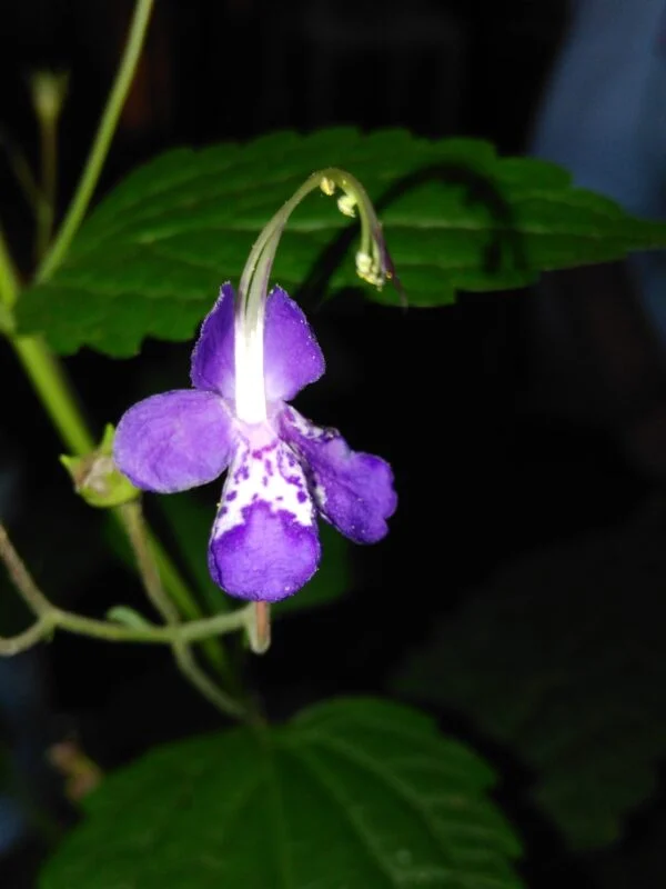 Cochliasanthus caracalla, Vigna caracalla, foto 3
