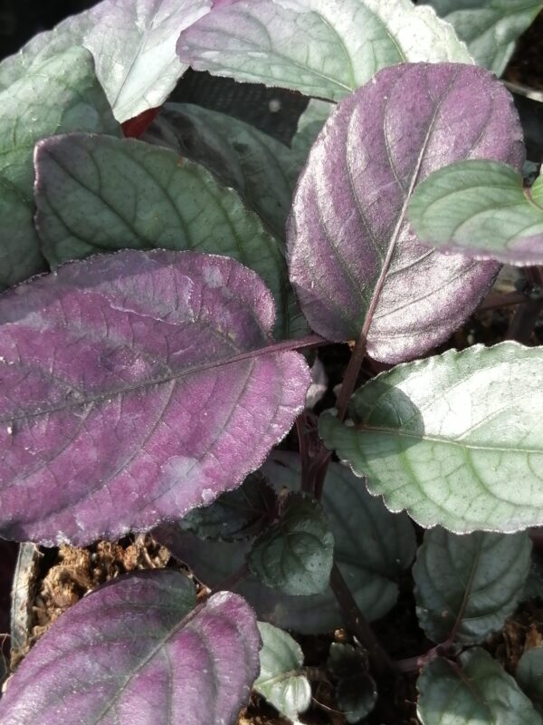 Commelina tuberosa Hopleys Variegated, foto 2