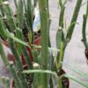 Ceropegia dichotoma, pianta da interno