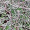 Corokia cotoneaster, pianta da esterno