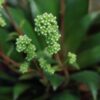 Crassula orbicularis var. rosularis, pianta da interno