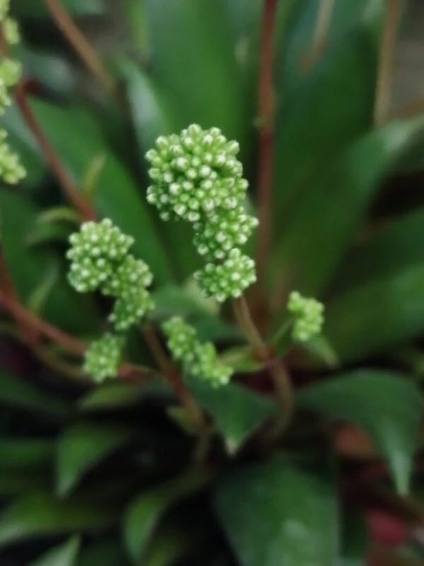 Crassula orbicularis var. rosularis, pianta da interno