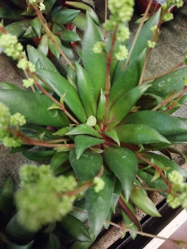 Crassula orbicularis var. rosularis, foto 2