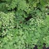 Adiantum capillus-veneris Capelvenere, pianta da interno