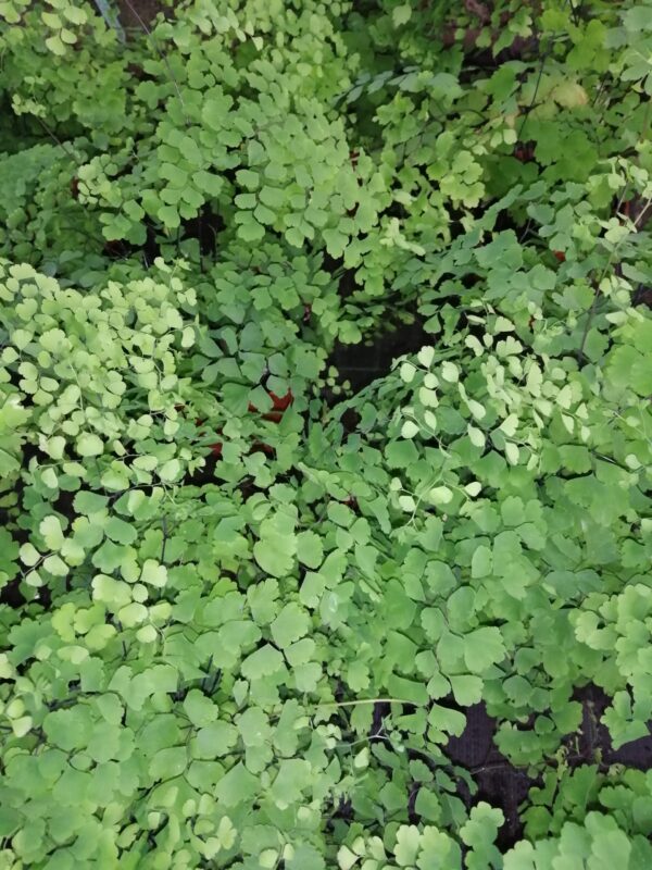 Adiantum capillus-veneris Capelvenere, pianta da interno
