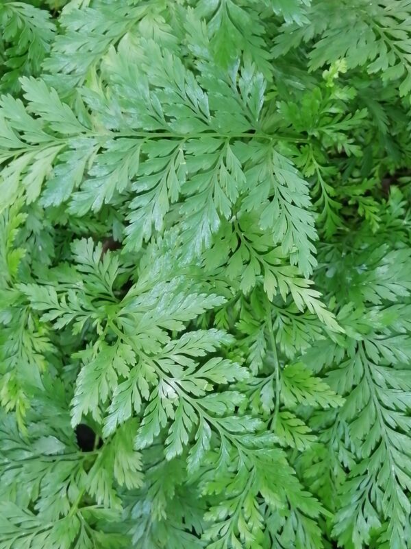 Davallia humata tyermanii, White Rabbit's foot Fern, pianta da interno