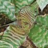 Cryptanthus Black Mystic, pianta da interno