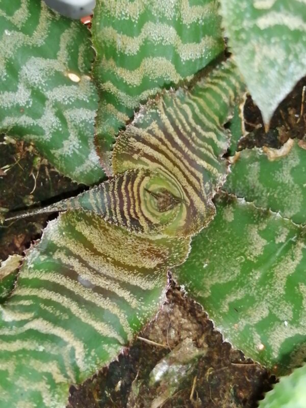 Cryptanthus Black Mystic, pianta da interno