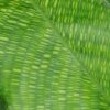 Calathea Network, the Zebra plant, pianta da interno