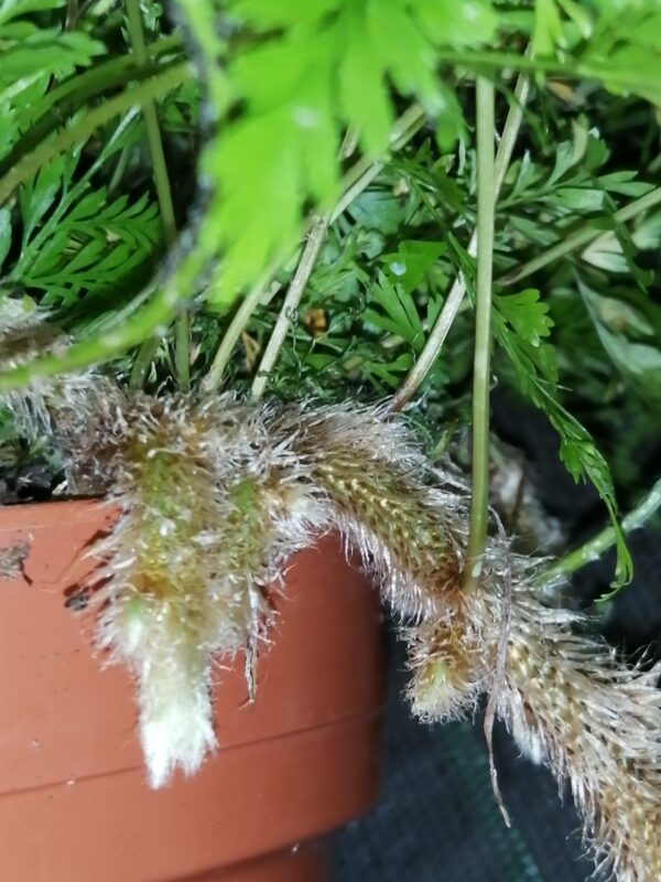 Davallia humata tyermanii, White Rabbit's foot Fern, foto 2