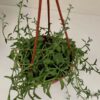 Senecio peregrinus String of Dolphins, pianta da interno