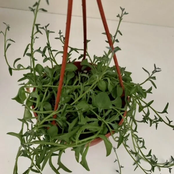 Senecio peregrinus String of Dolphins, pianta da interno