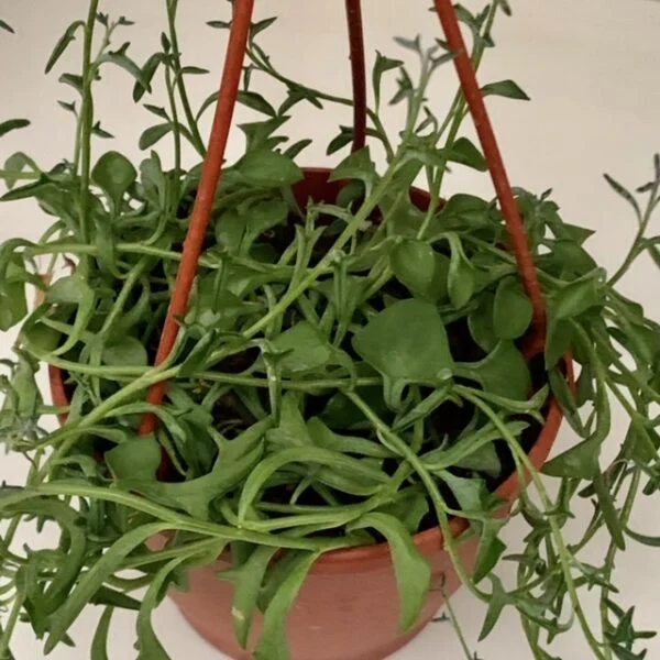 Senecio peregrinus String of Dolphins, foto 2