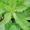 Epazote, Dysphania ambrosioides, pianta per orto e cucina