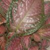 Episcia 'Strawberry Patch', pianta da interno
