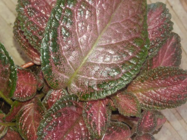 Episcia 'Strawberry Patch', pianta da interno