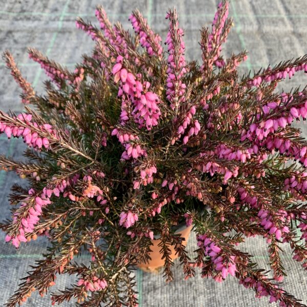 Erica darleyensis Red, foto 3