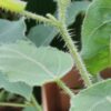 Eucalypto ‘Lemon Fresh’, pianta per orto e cucina